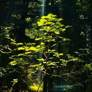 decouvrir-mon-univers Nature univers